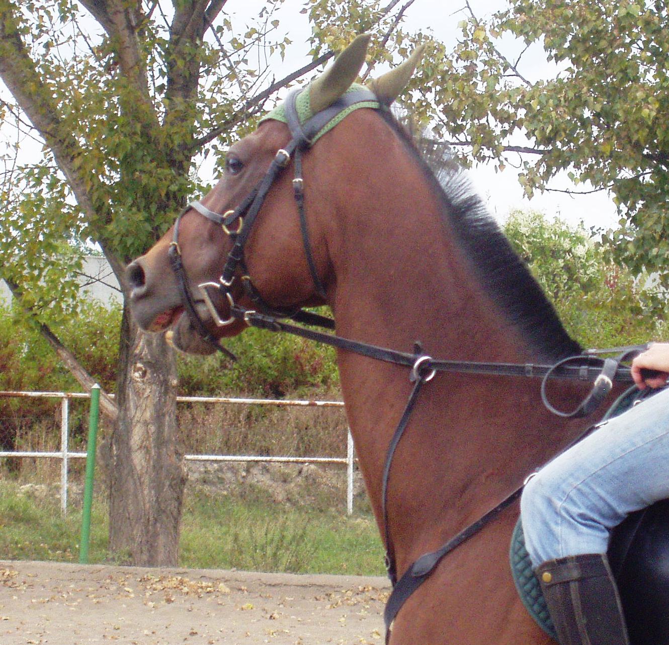 P1010032.JPG